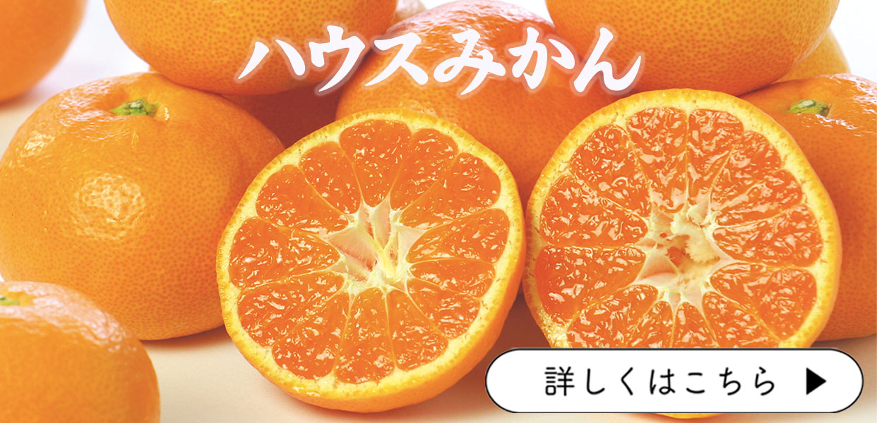 ハウスみかん　お中元　夏ギフト　贈答