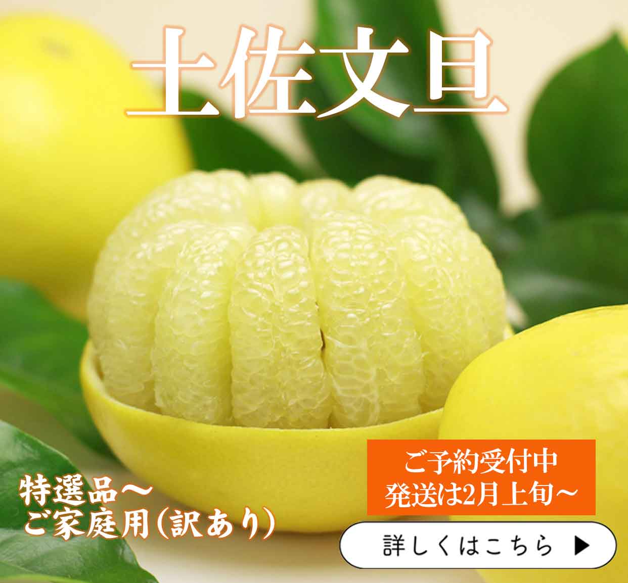 土佐文旦　ぶんたん　分担