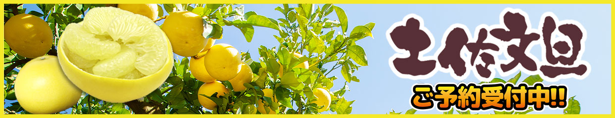 土佐文旦　ぶんたん　分担