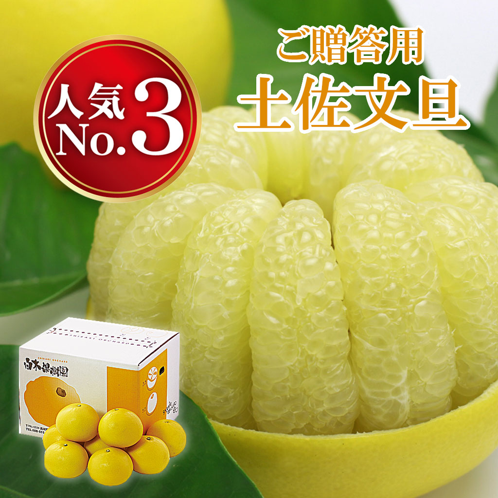 土佐文旦 贈答用 秀品 大玉