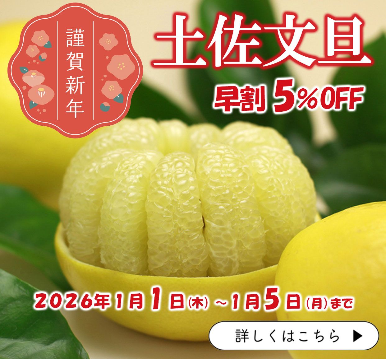土佐文旦　早割　5％OFF　ぶんたん　分担