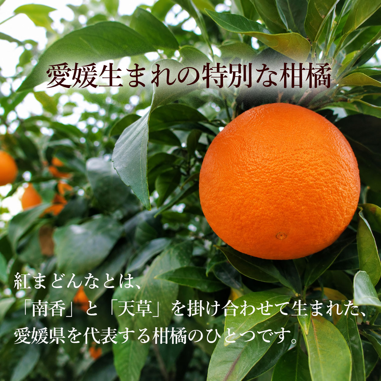 紅まどんなとは？