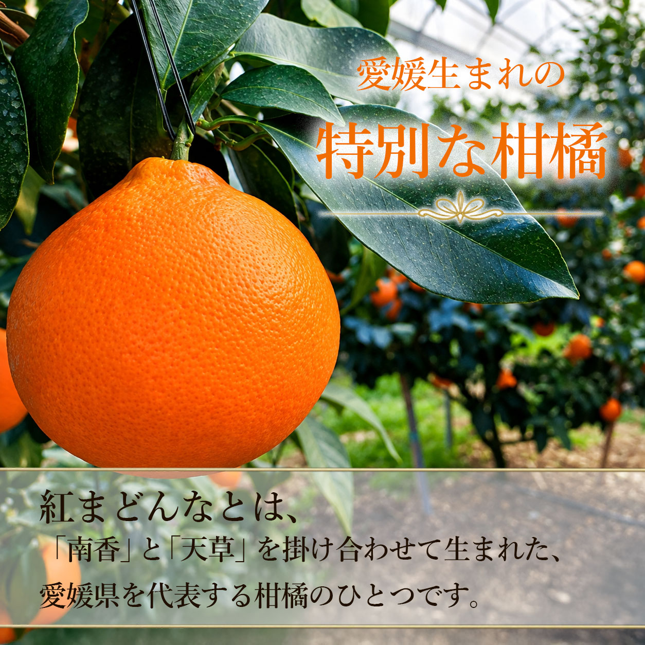 紅 ま どんな みかん