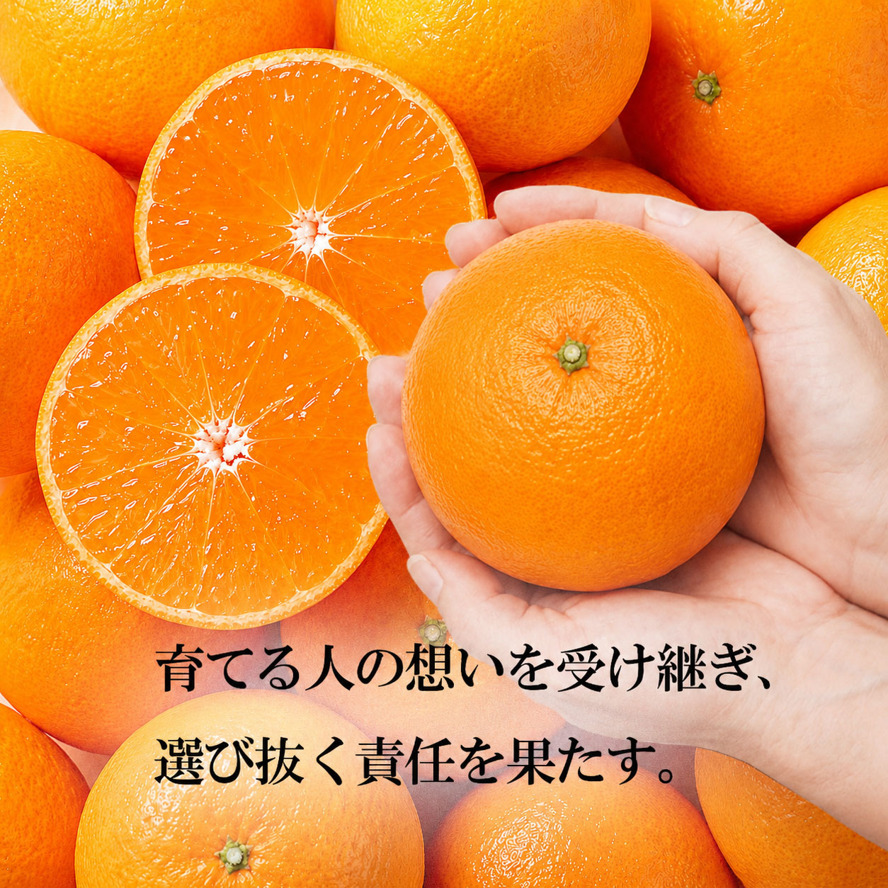 白木果樹園が選ぶ理由