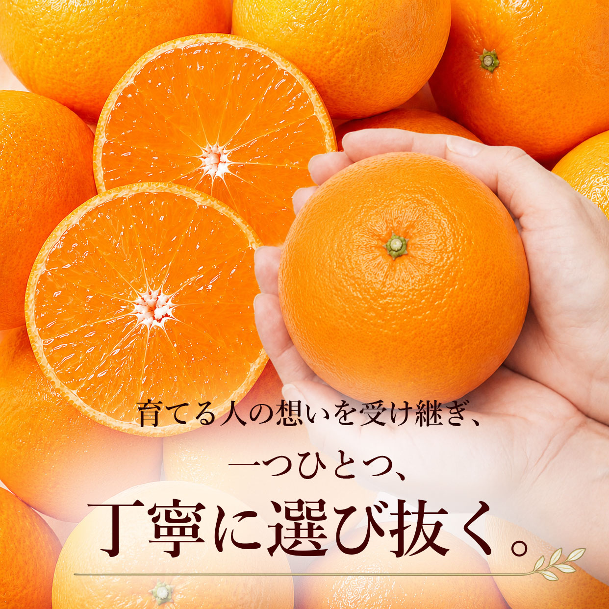 白木果樹園が選ぶ理由