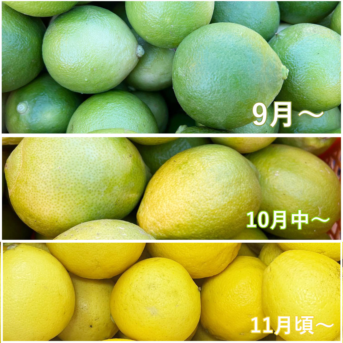 ベルガモットの色の変化