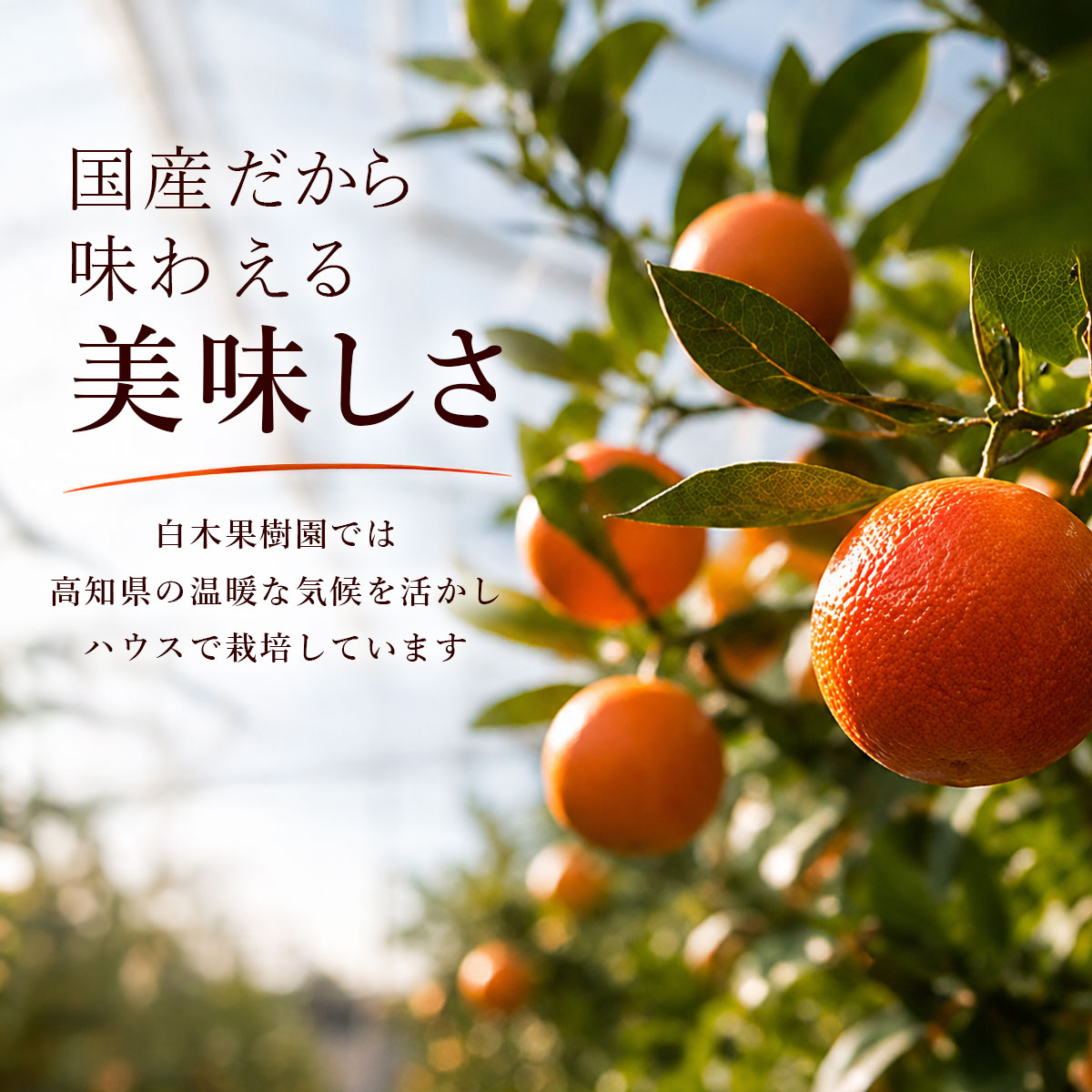 国産だから味わえる美味しさ