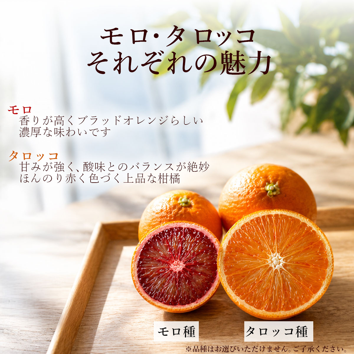 モロ種とタロッコ種