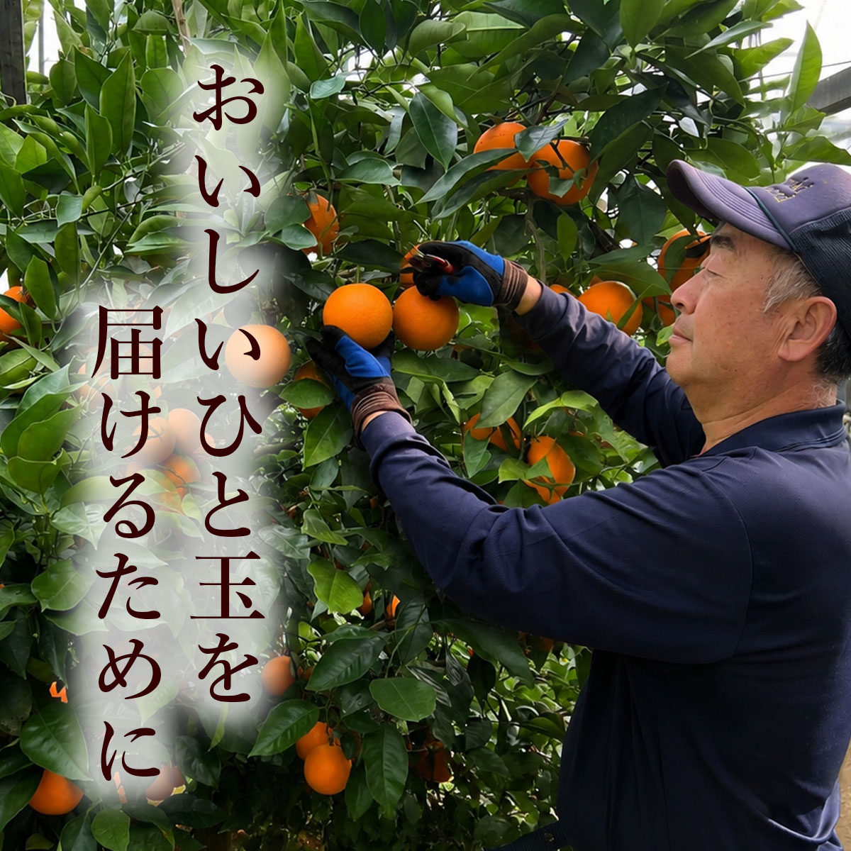 美味しい一玉を届けるために