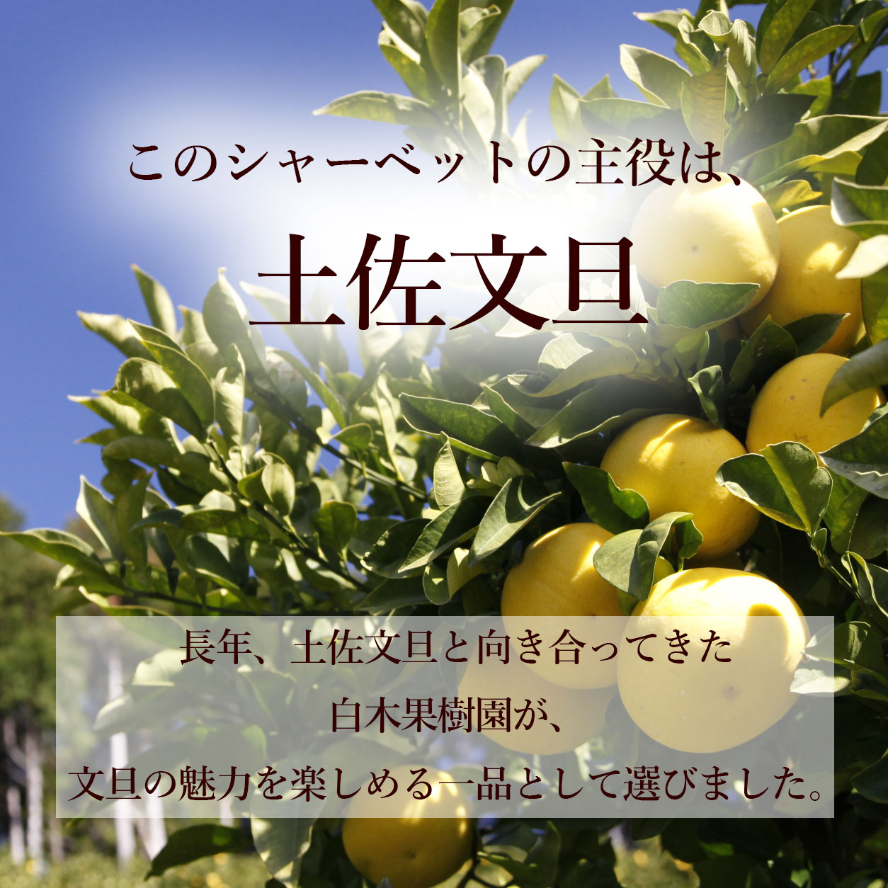 このシャーベットの主役は、土佐文旦。