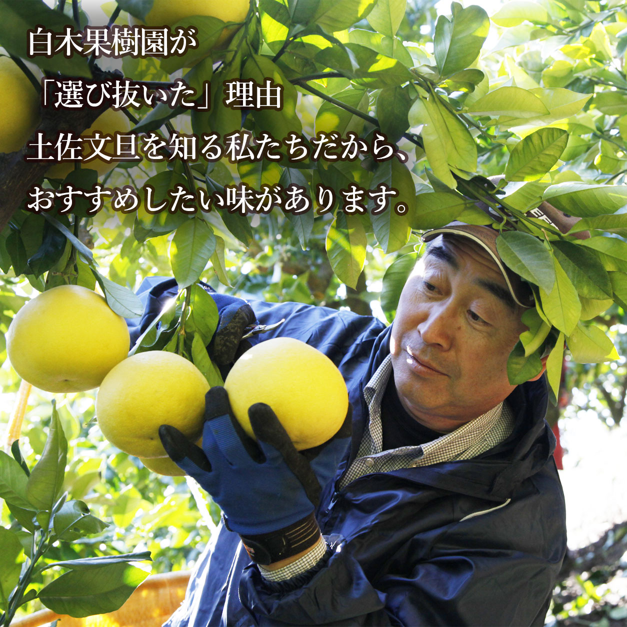 白木果樹園が「選び抜いた」理由
