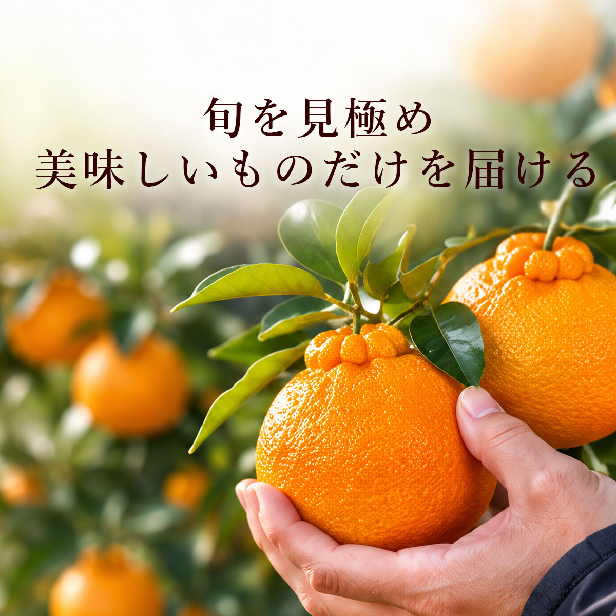 一番美味しい瞬間をお届け