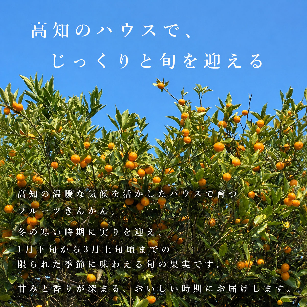 高知のハウスで、じっくりと旬を迎える