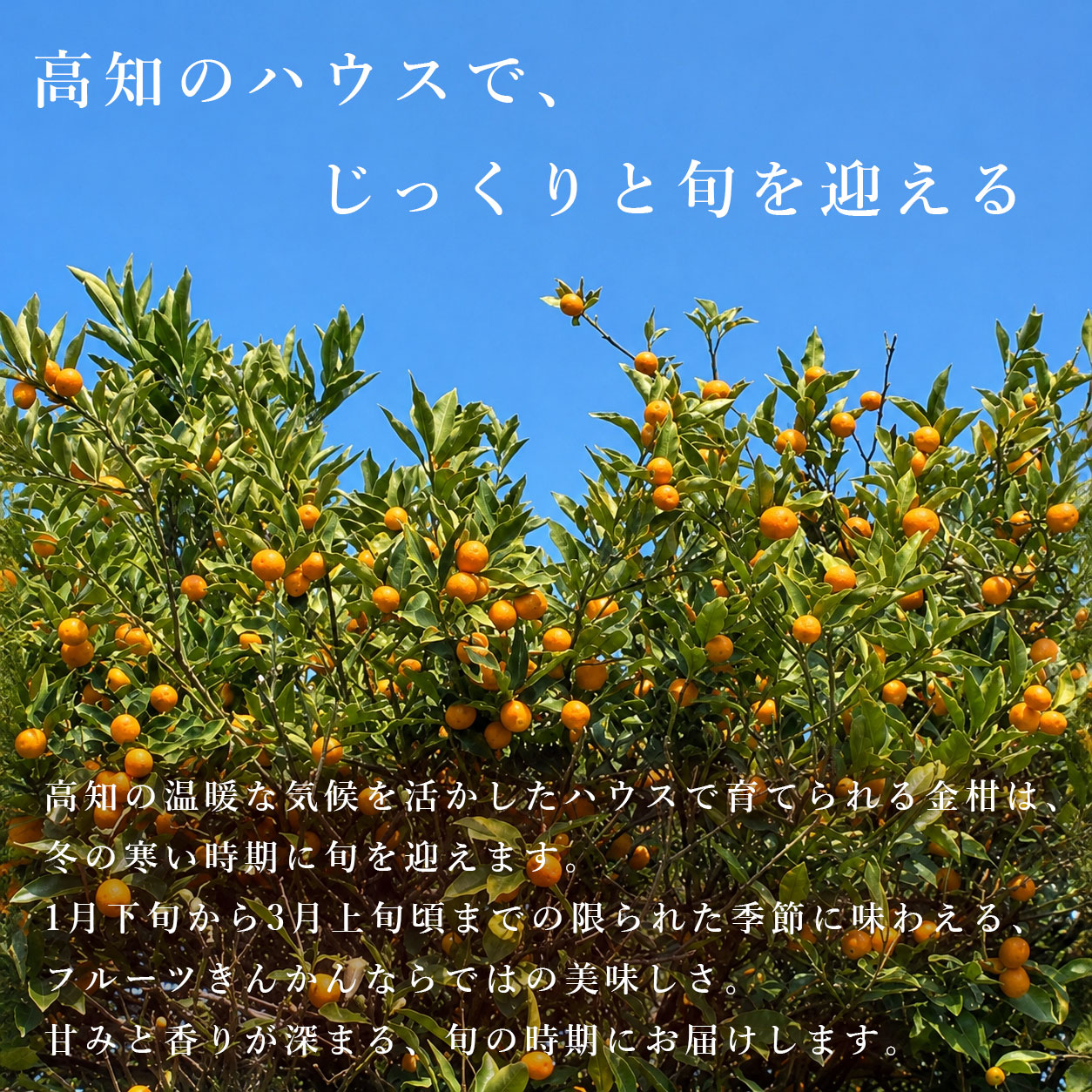 高知のハウスで、じっくりと旬を迎える