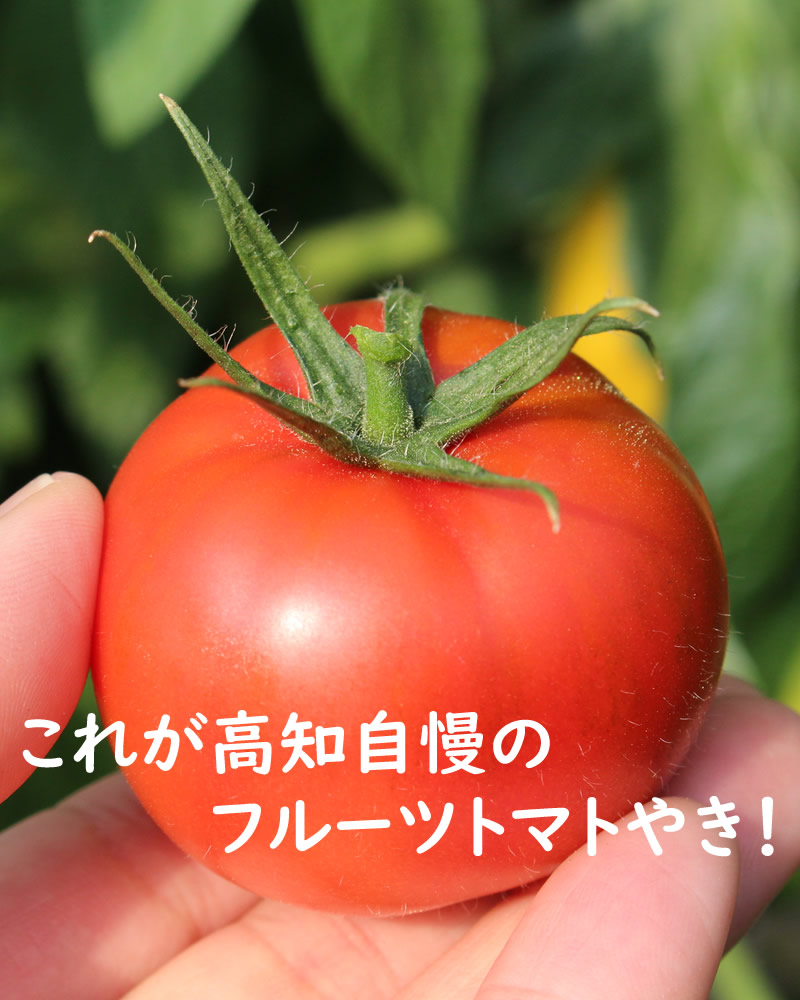 高知はフルーツトマトの産地です