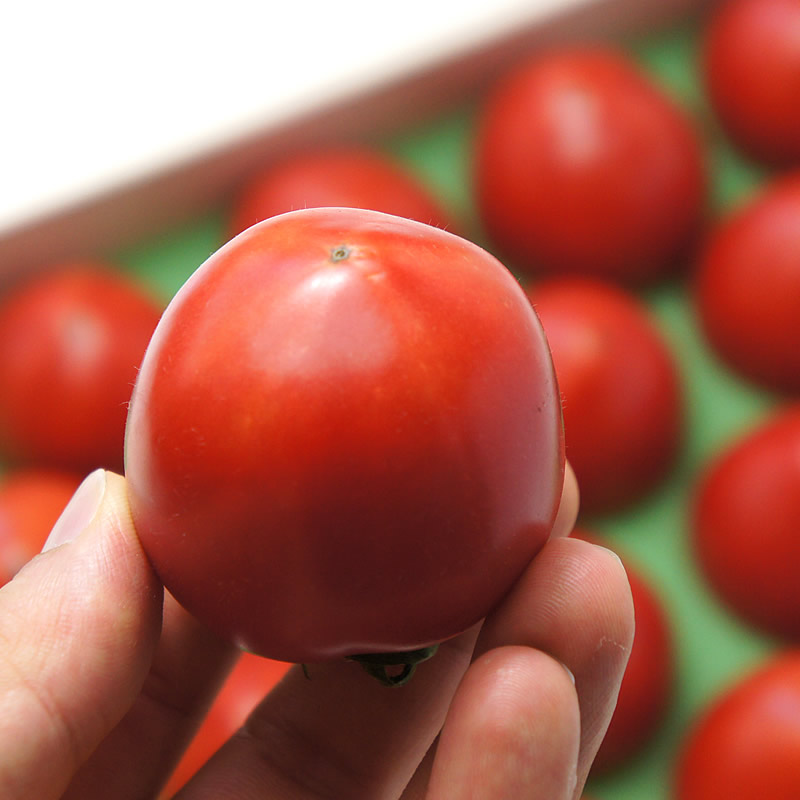 糖度は、スイカに匹敵する12度になる高知産トマト