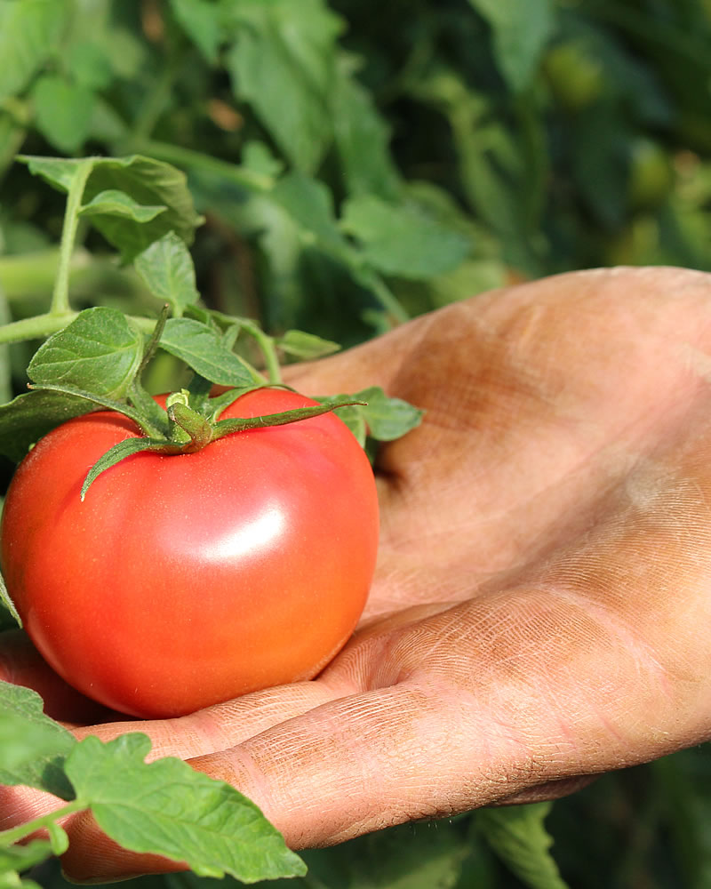 トマト職人の手の上のまほろばトマト