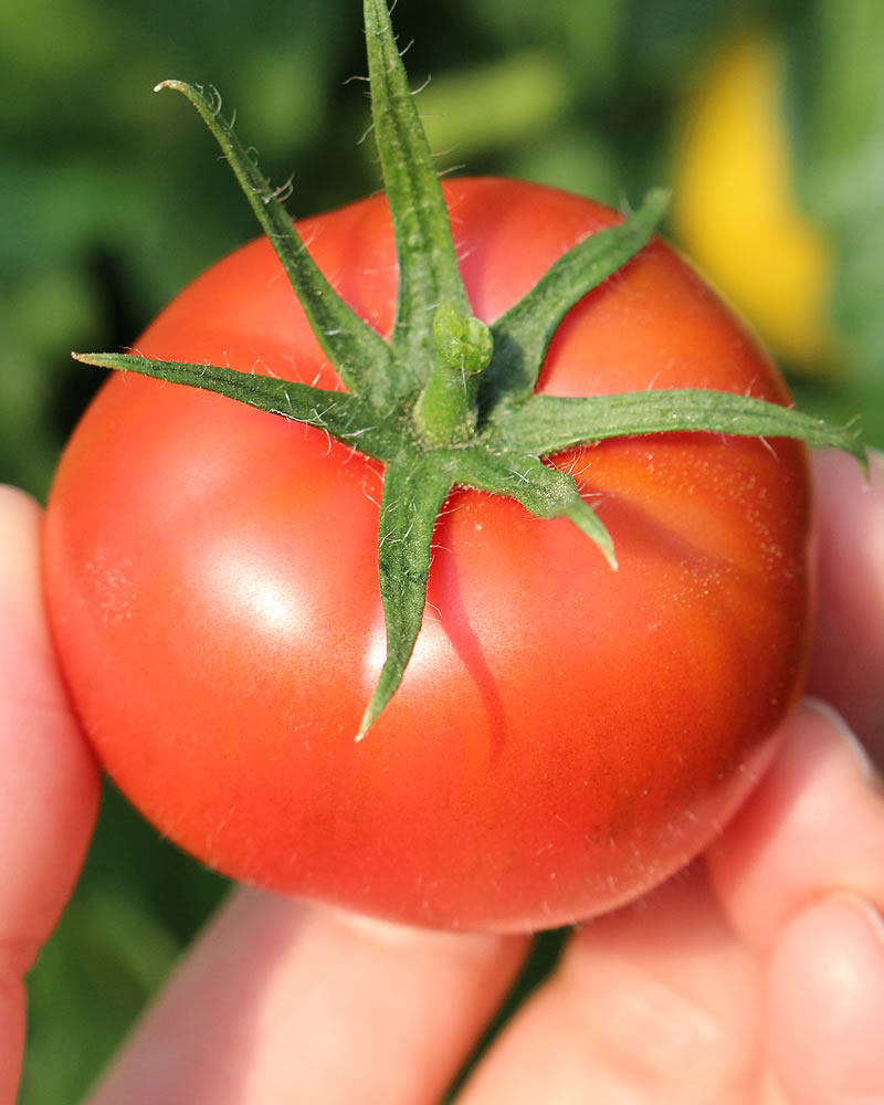 収穫前のまほろばトマト