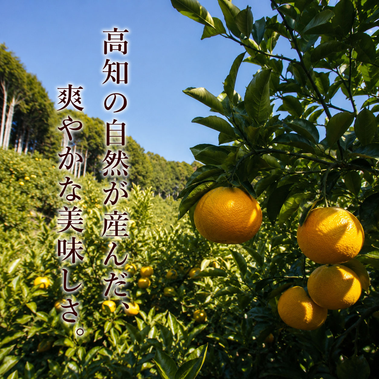 産地直送