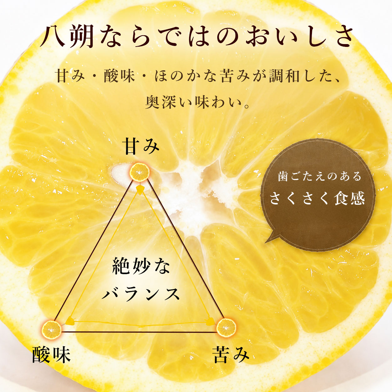 甘さだけじゃない、大人が選ぶ柑橘