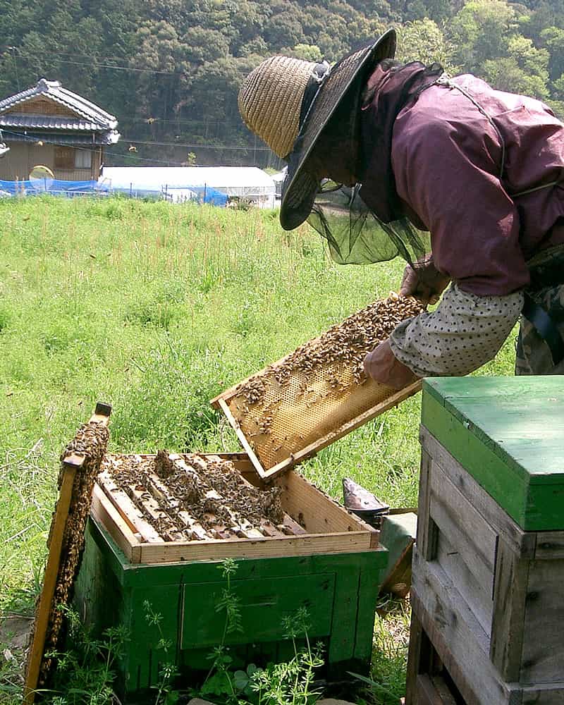 蜂蜜の採集作業の様子