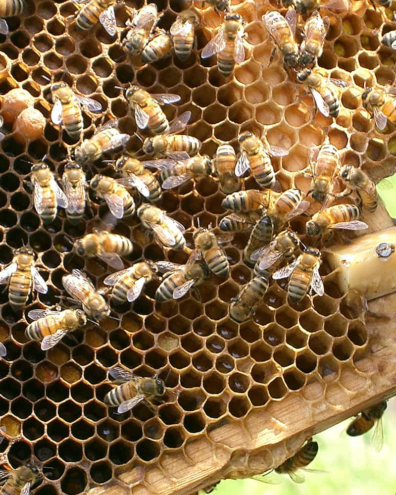 巣箱に集まる蜜蜂