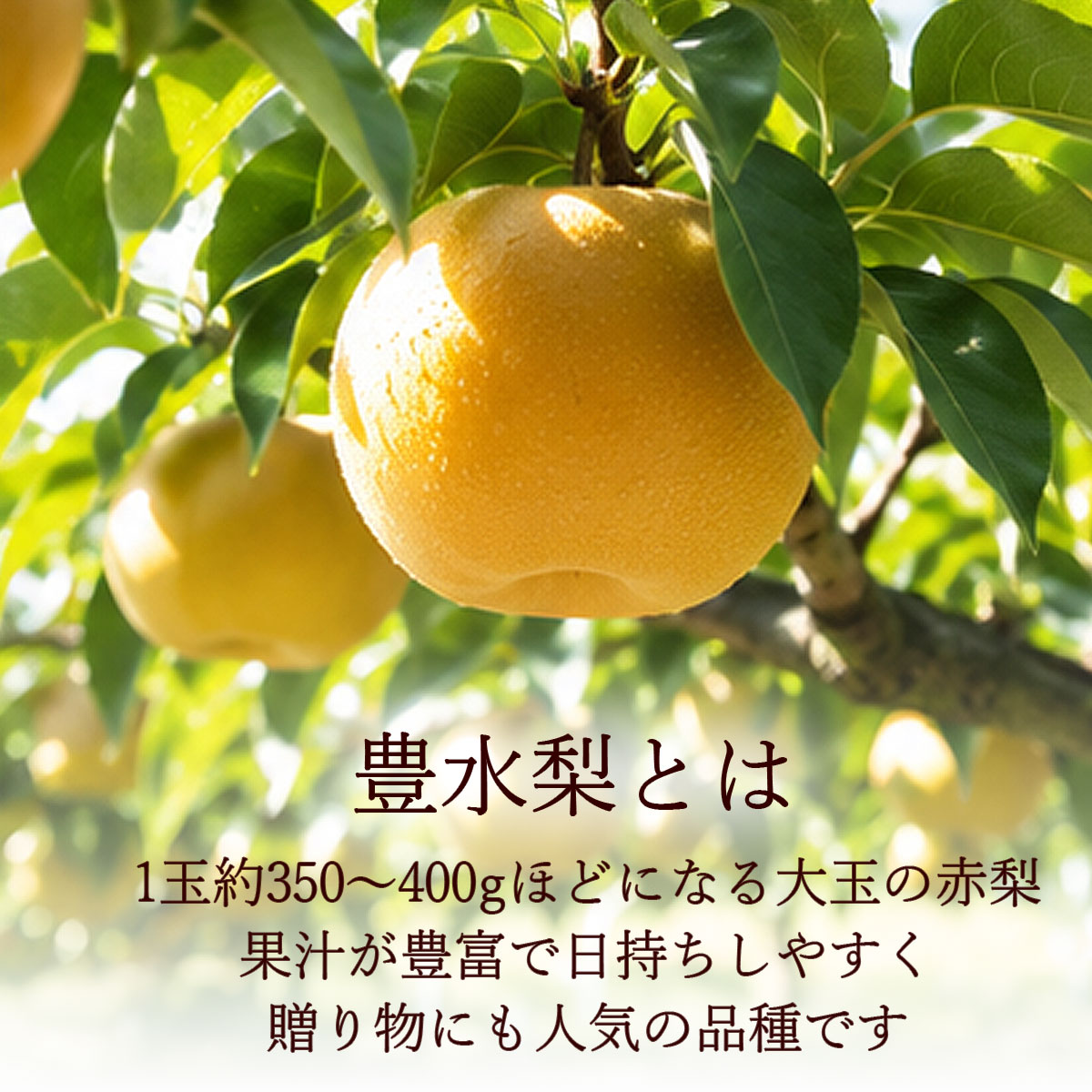 豊水梨とは？