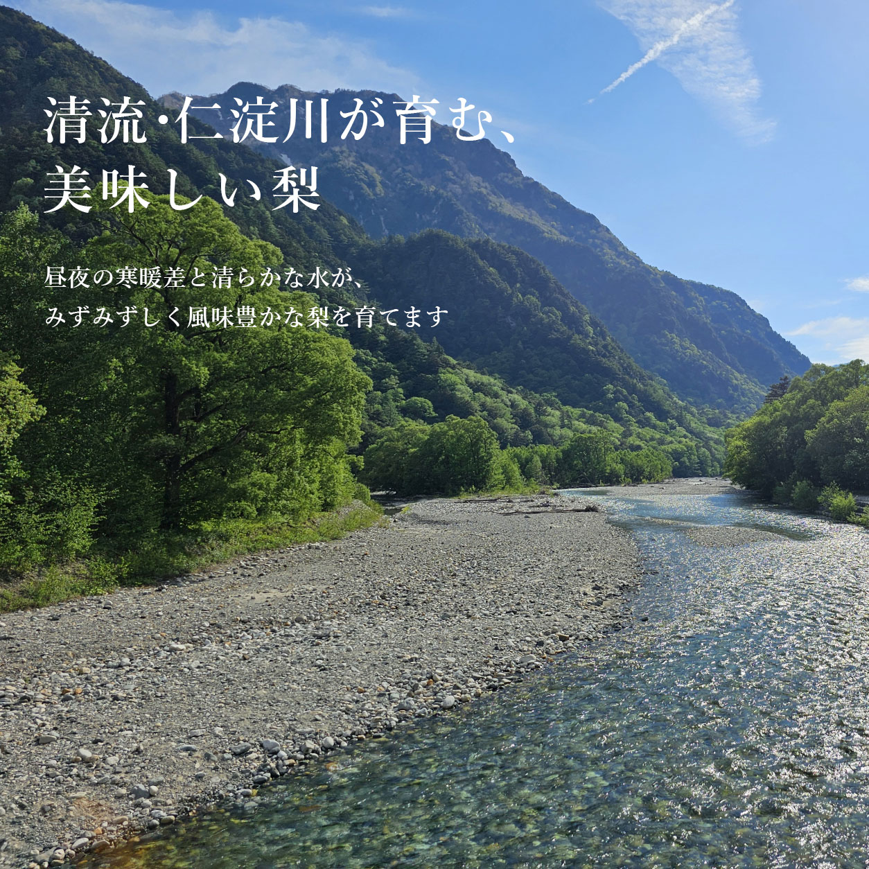 仁淀川が育む、美しい梨