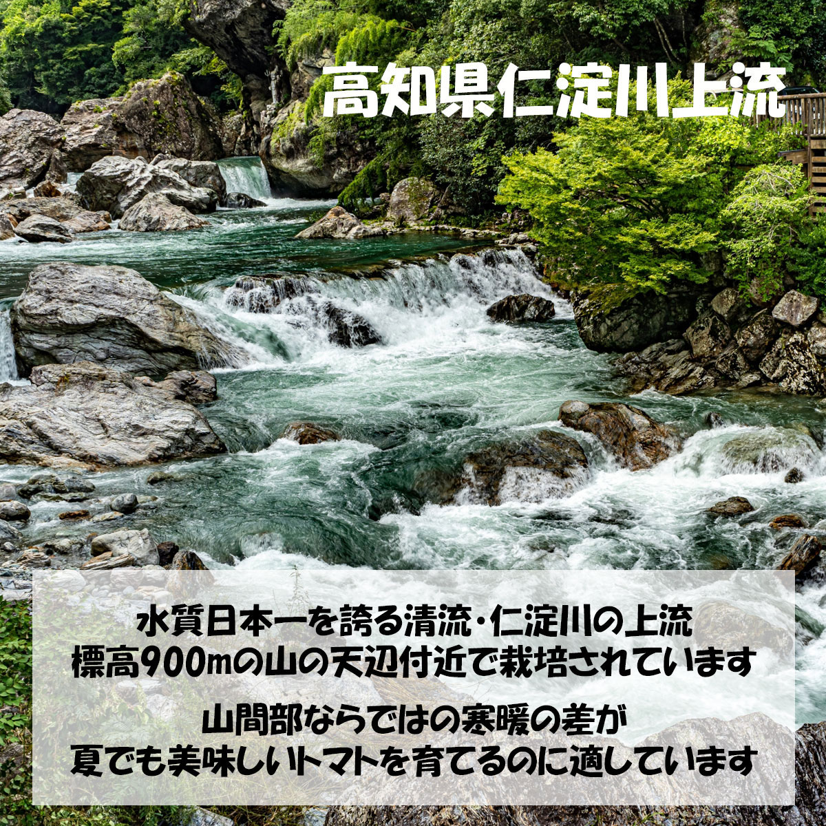 トマト