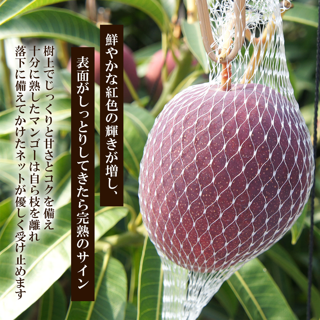 鮮やかな紅色の輝きが増し、表面がしっとりしてきたら完熟のサインです