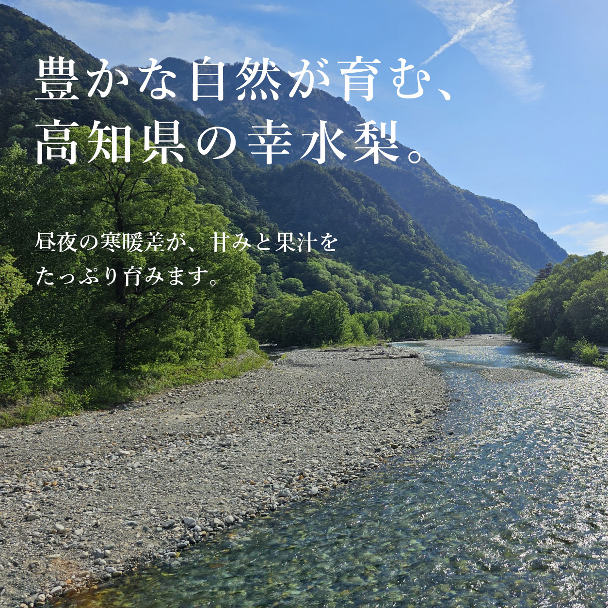 豊かな自然が育む、高知県の幸水梨