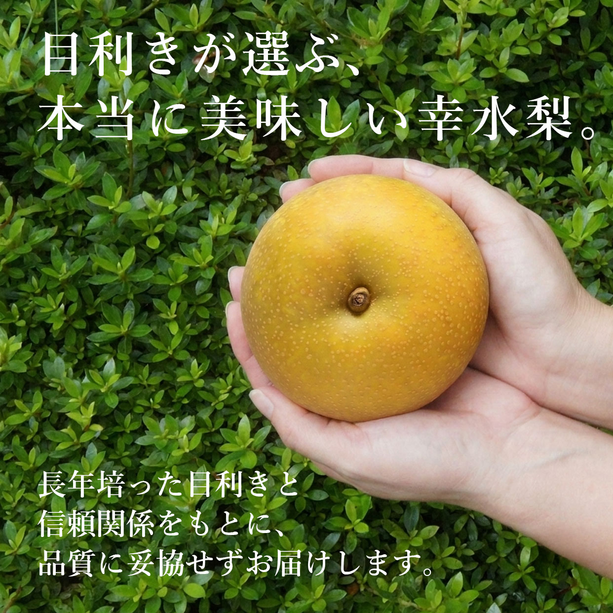 目利きが選ぶ、本当に美味しい幸水梨