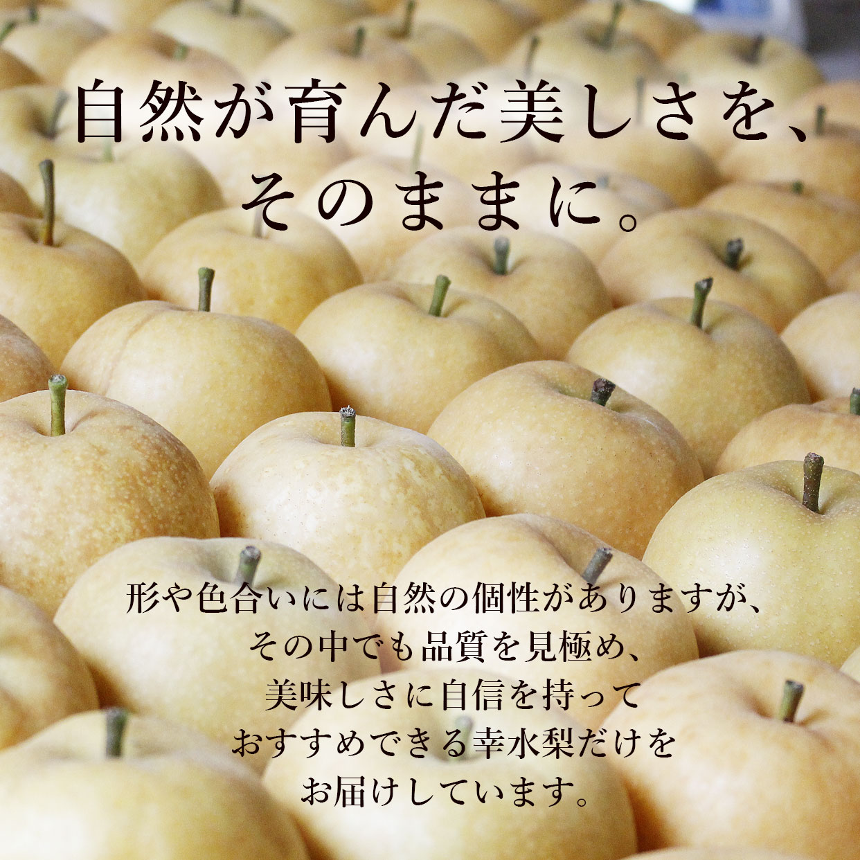自然が育んだ美味しさを、そのままに