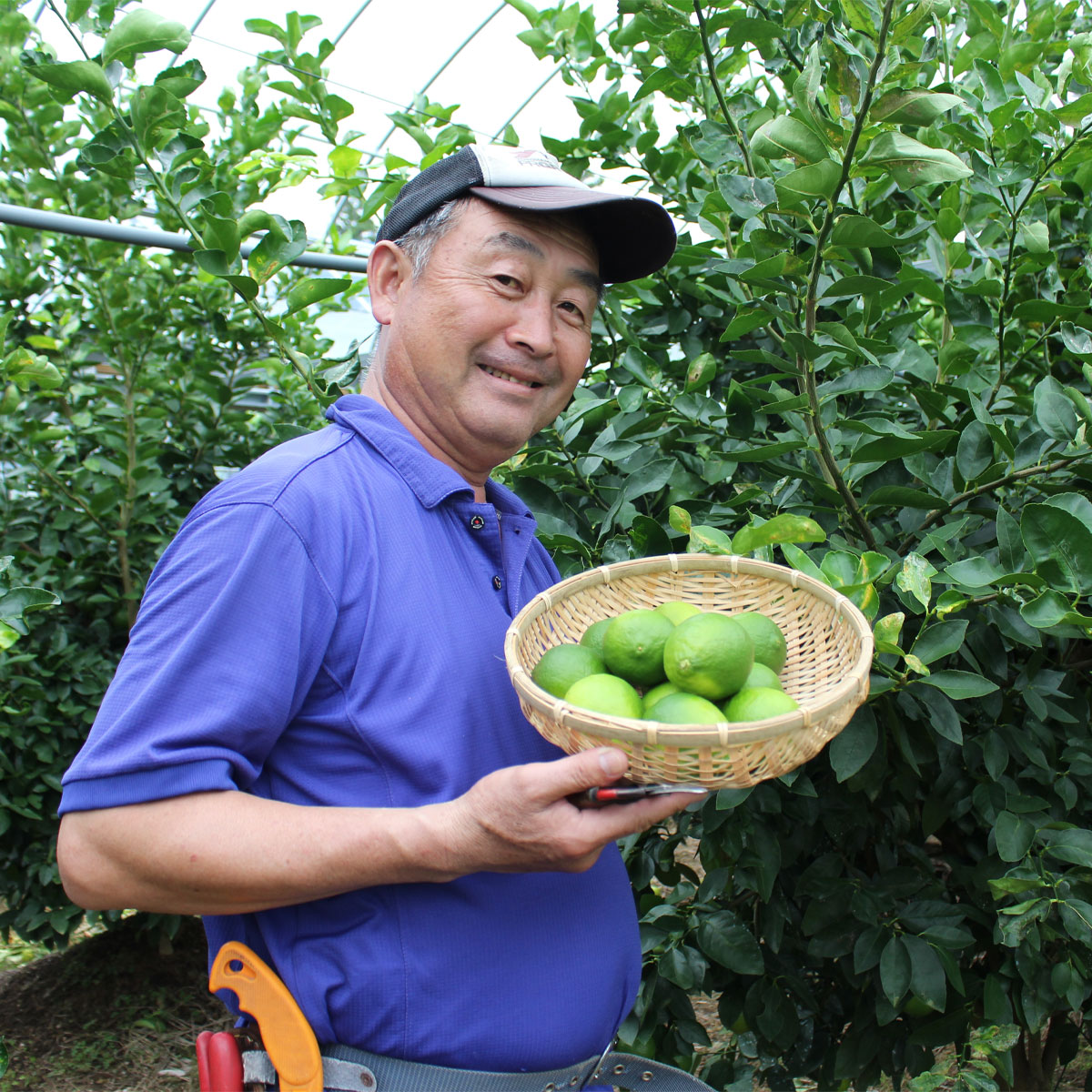 白木果樹園産の希少な国産ライム