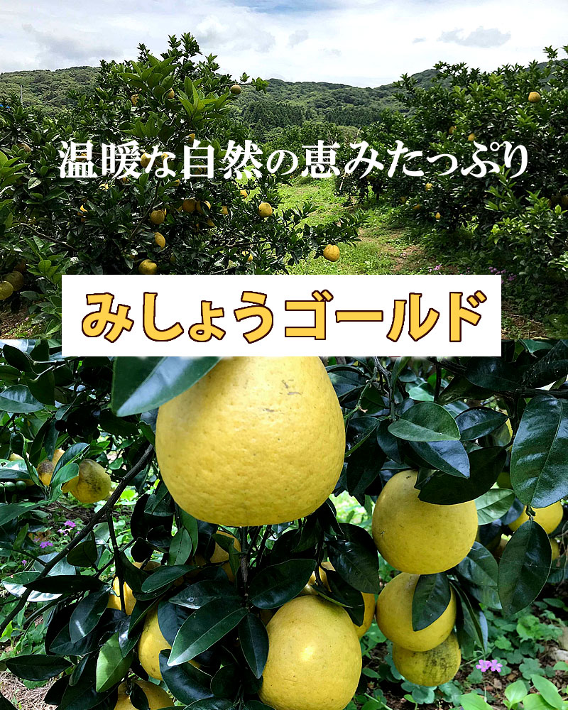 みしょうゴールド・河内晩柑・宇和ゴールド・美生柑