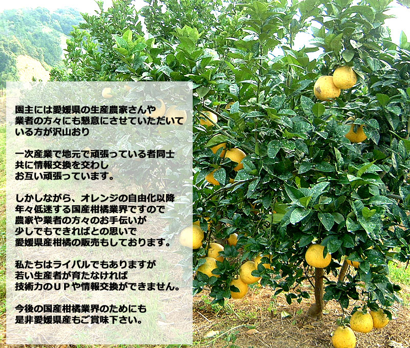 愛媛県産