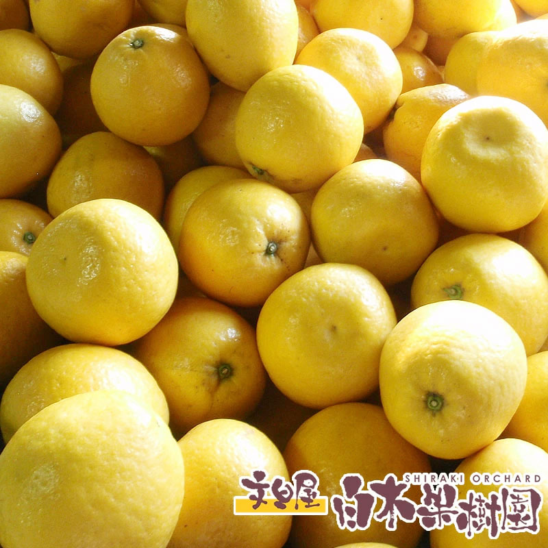 みしょうゴールド