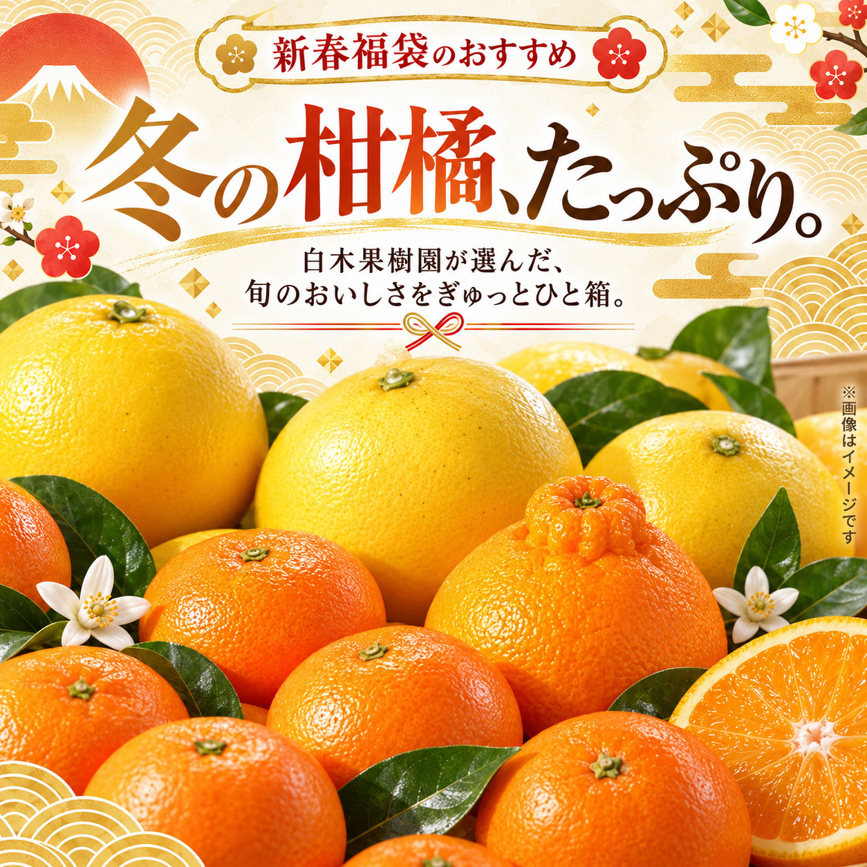冬の柑橘、たっぷり