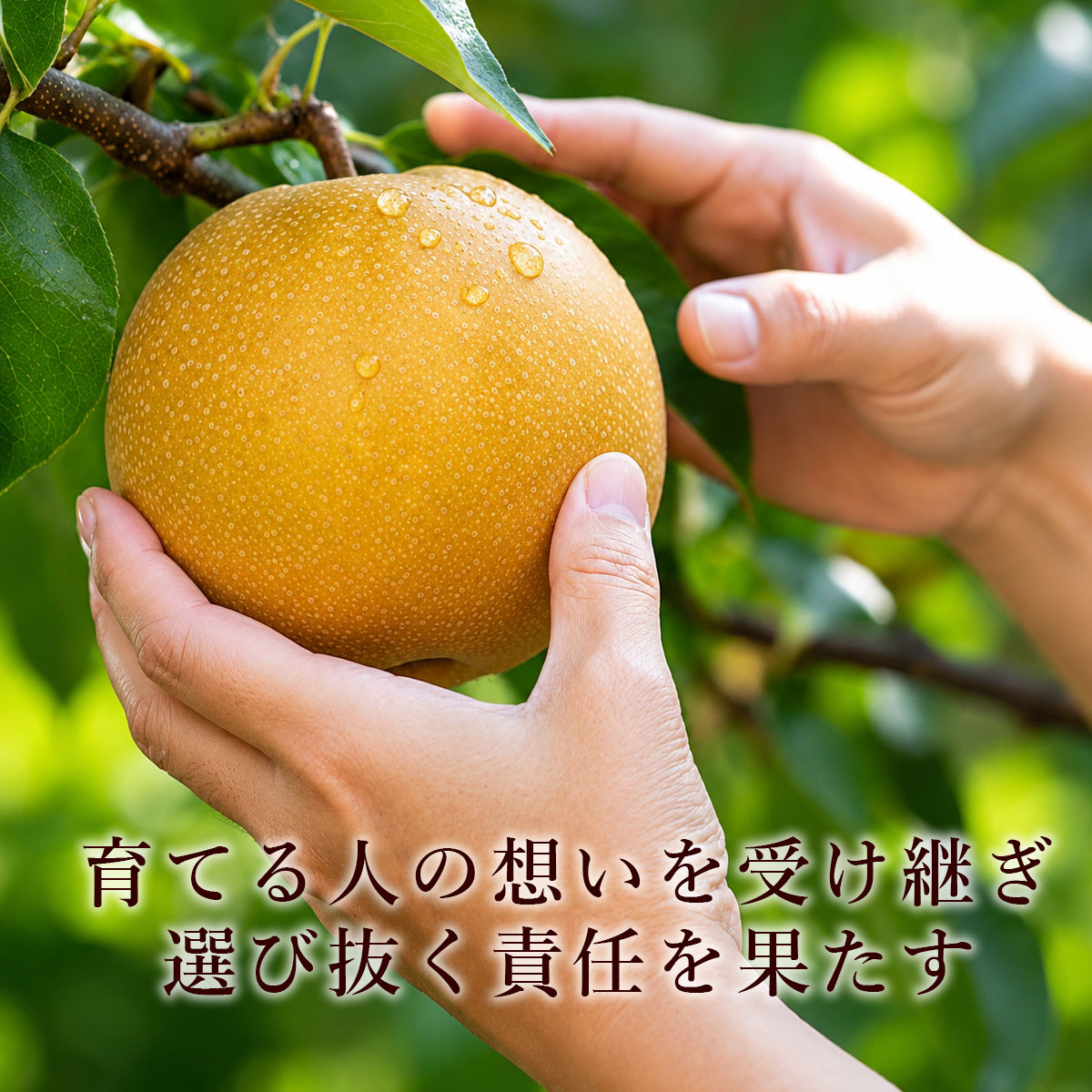 美味しい新高梨だけを選び抜く
