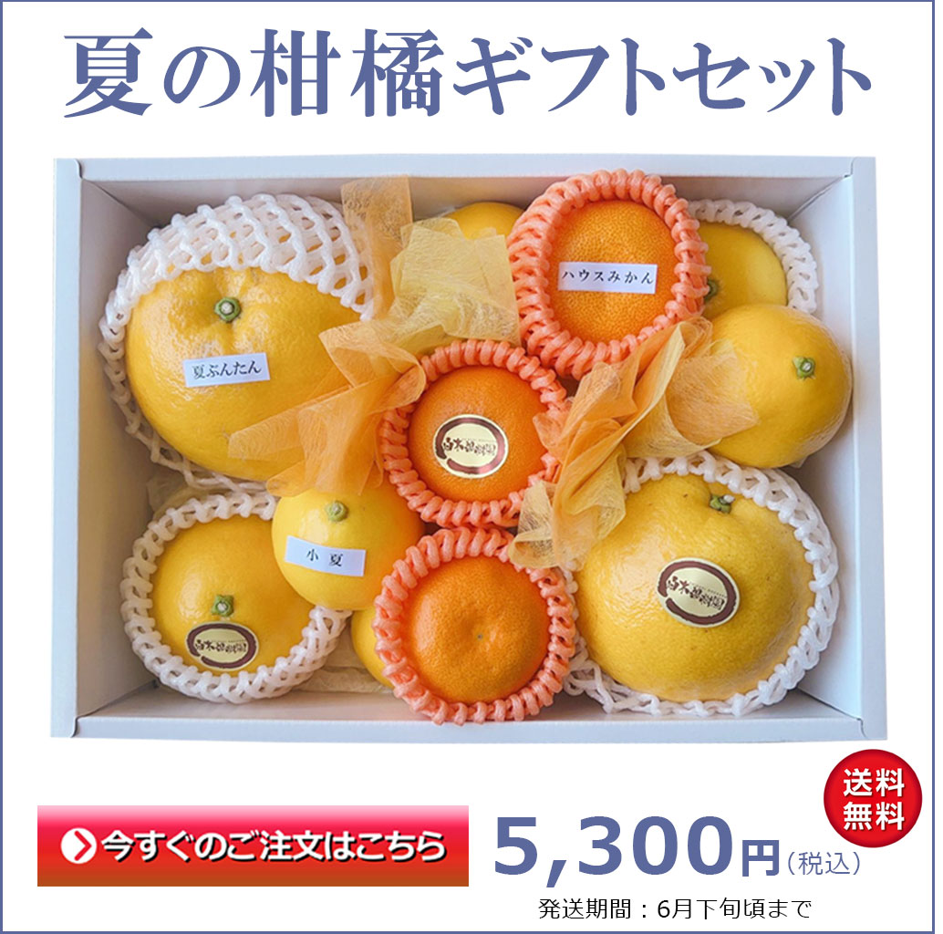 小夏とハウスみかんと夏ぶんたん（河内晩柑）の夏のギフトセット