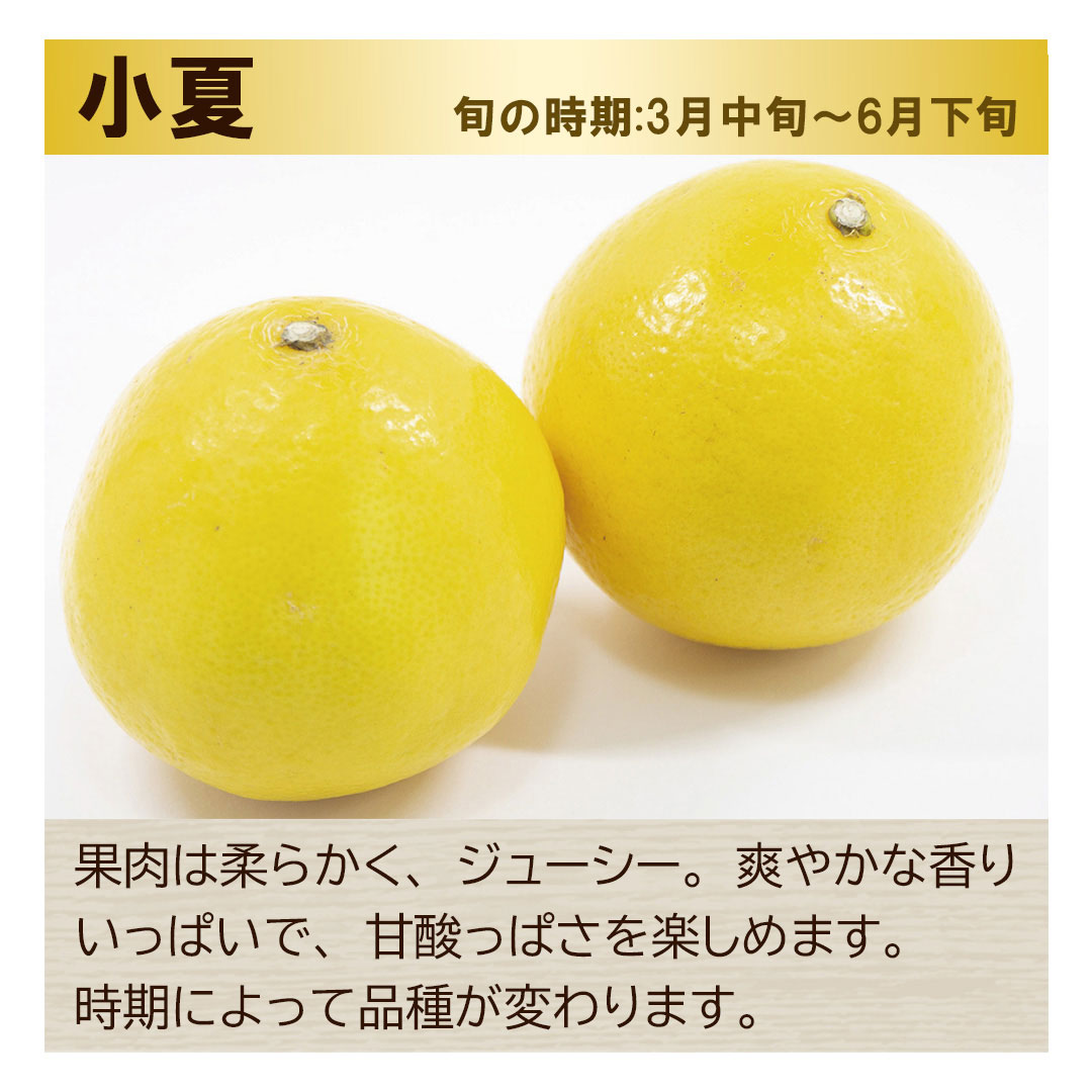 とさ小夏