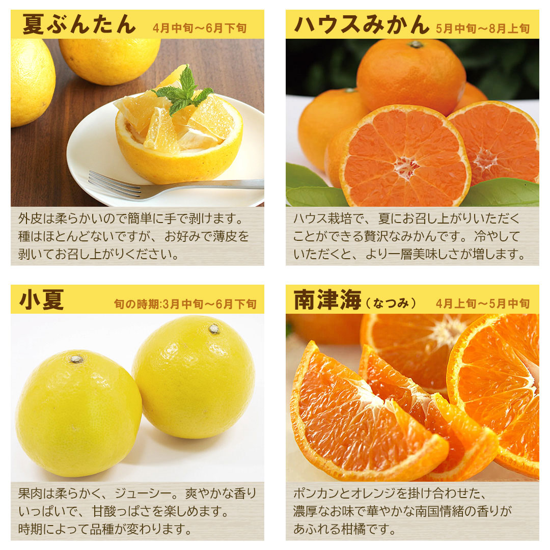 初夏のおまかせセット