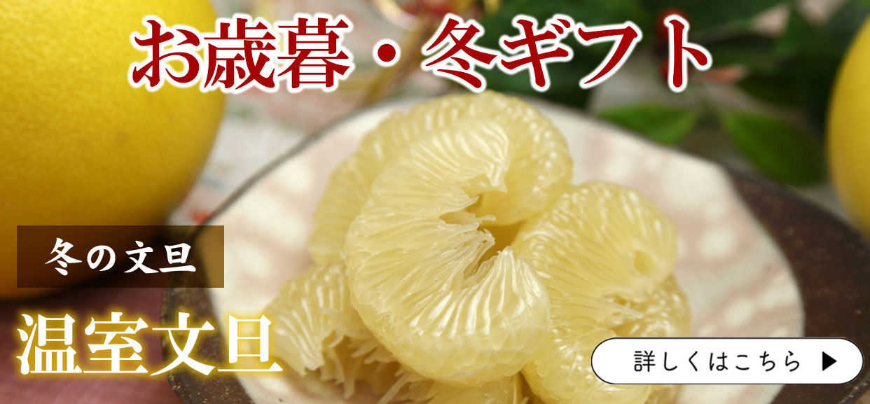 温室土佐文旦　冬のぶんたん　お歳暮　冬ギフト　