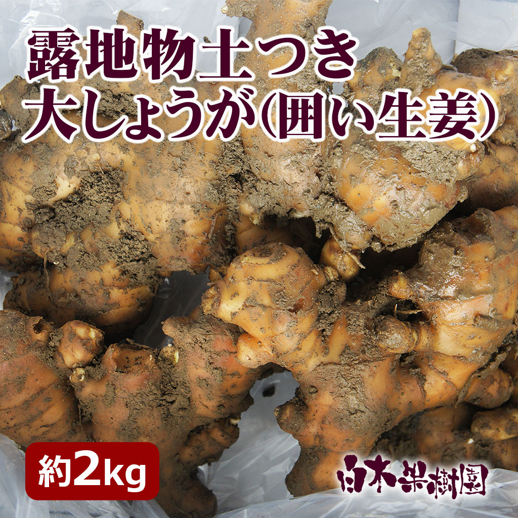 露地物土付き大生姜（囲いショウガ）約2kg