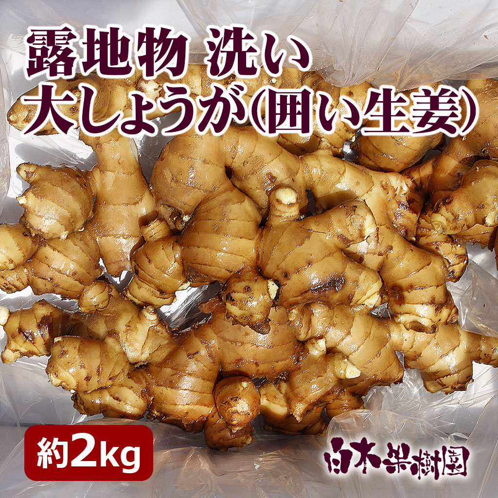 露地物洗い大生姜（囲いショウガ）約2kg