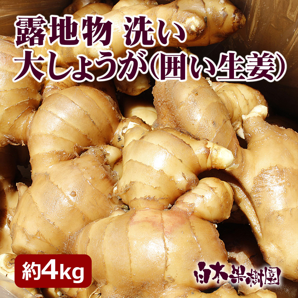 露地物洗い大生姜（囲いショウガ）約4kg