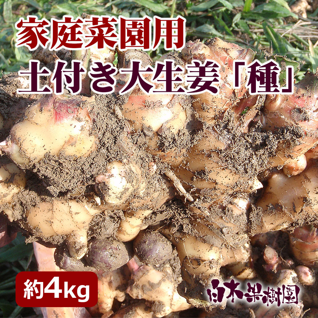 露地物土付き大生姜（新ショウガ）約4kg