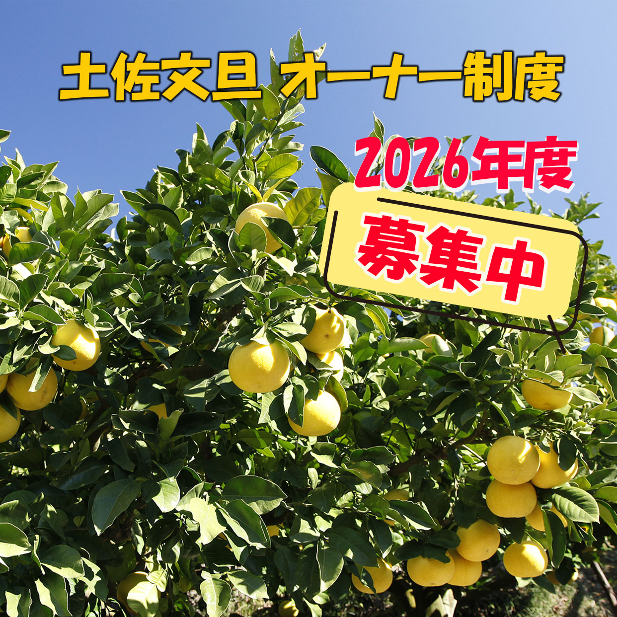 土佐文旦オーナー制度　文旦の木