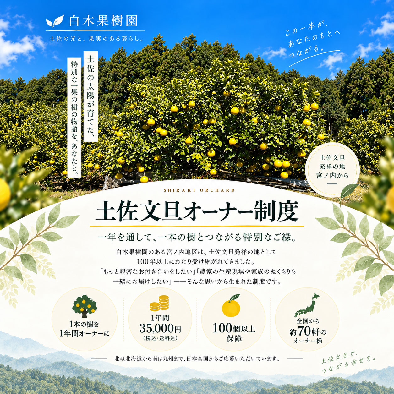 土佐文旦オーナー制度　文旦の木