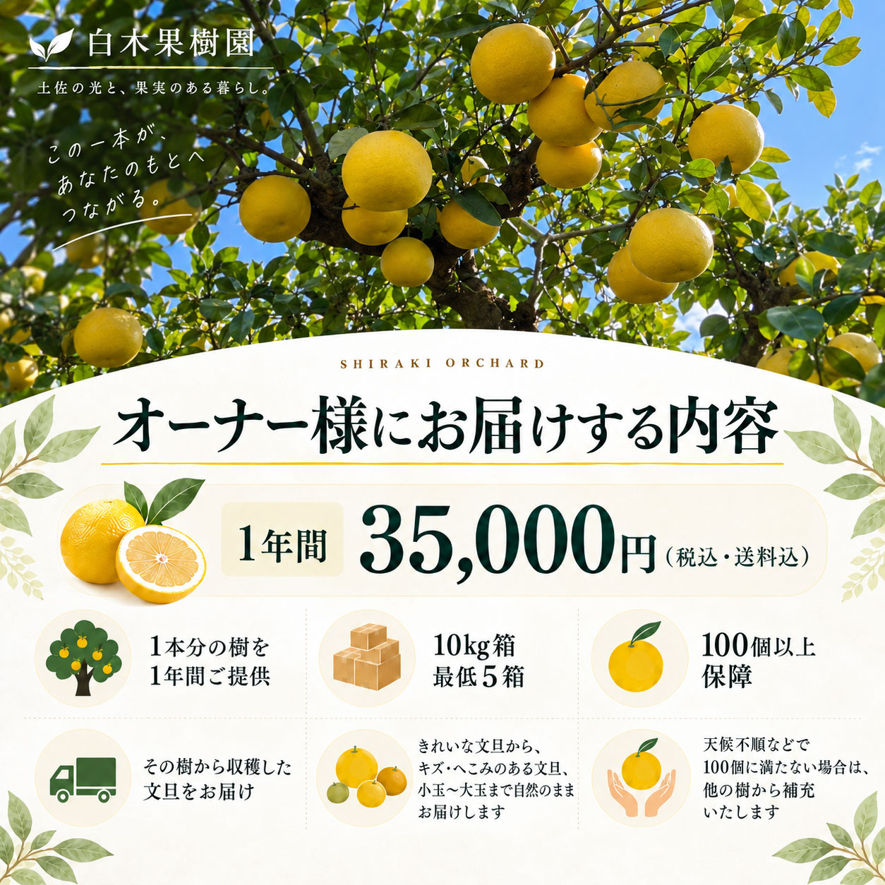 文旦の木